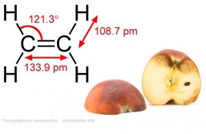 apple ethylene