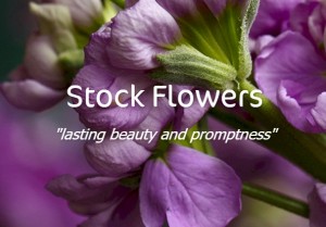 stock flower