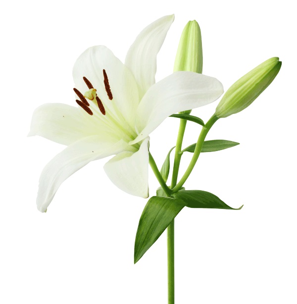 White Asiatic Lily Bulbs 'Bright Diamond' | DutchGrown™