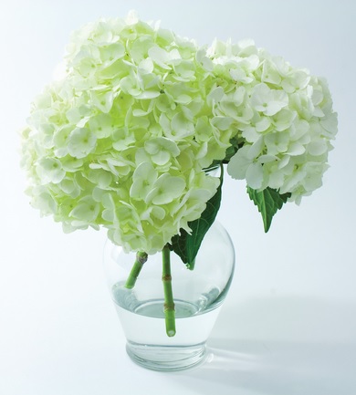 How to Prolong the Life of Hydrangeas — Kay's Flower School