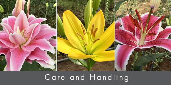 Cut Flower Care and Handling: Iris - FloraLife