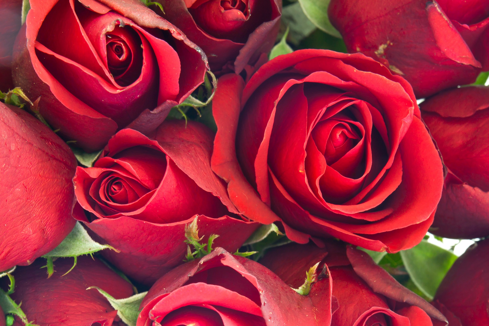 Red Roses at Christmas? - FloraLife