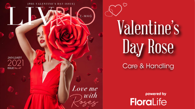 Valentine's Day Rose Care & Handling