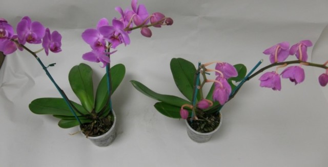 FR-ethylene-Phalaenopsis-Orchids