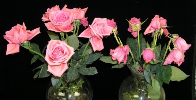 FR-ethylene-roses