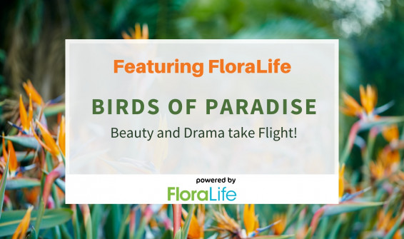 FloraLife Birds of Paradise