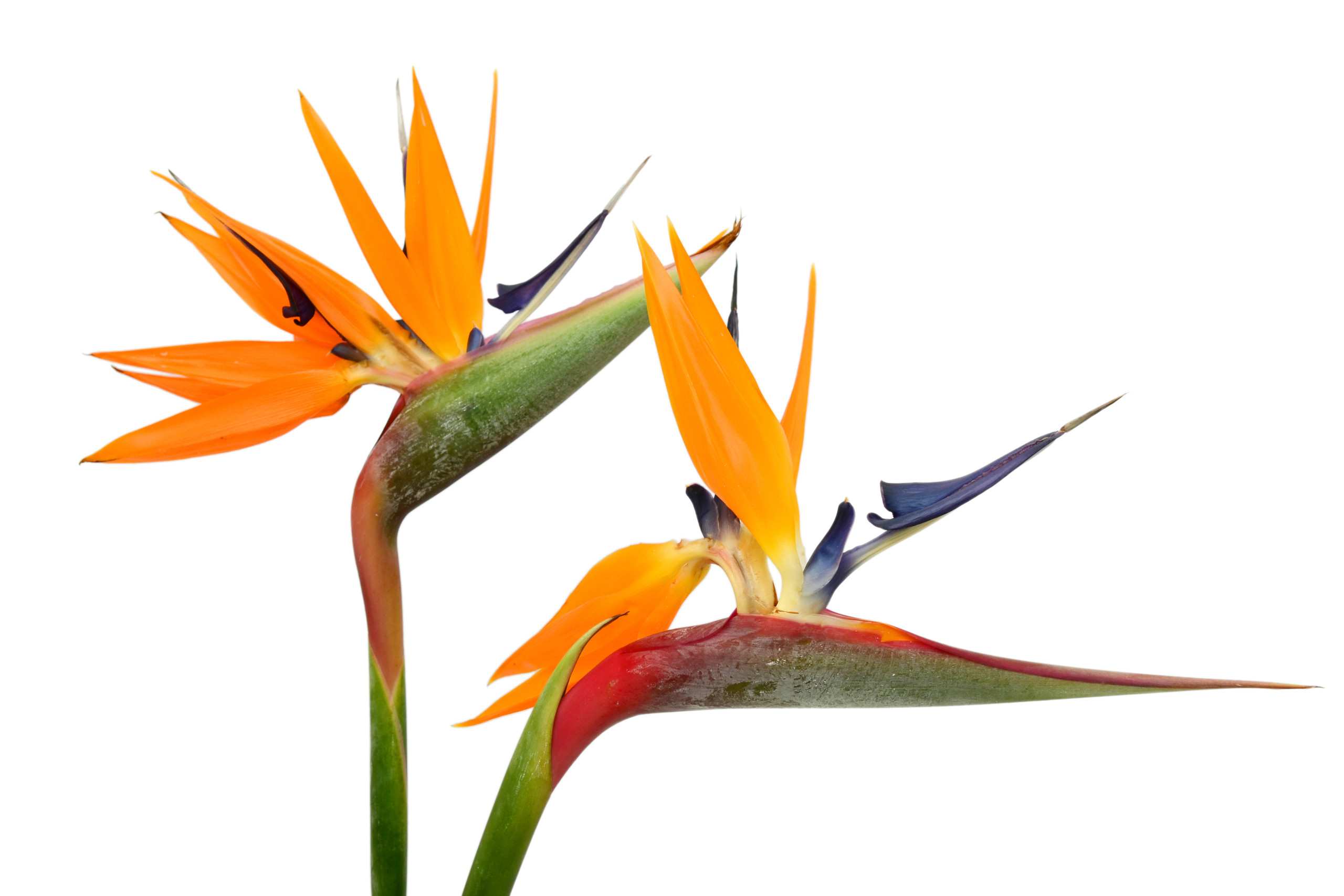 Bird of Paradise - FloraLife