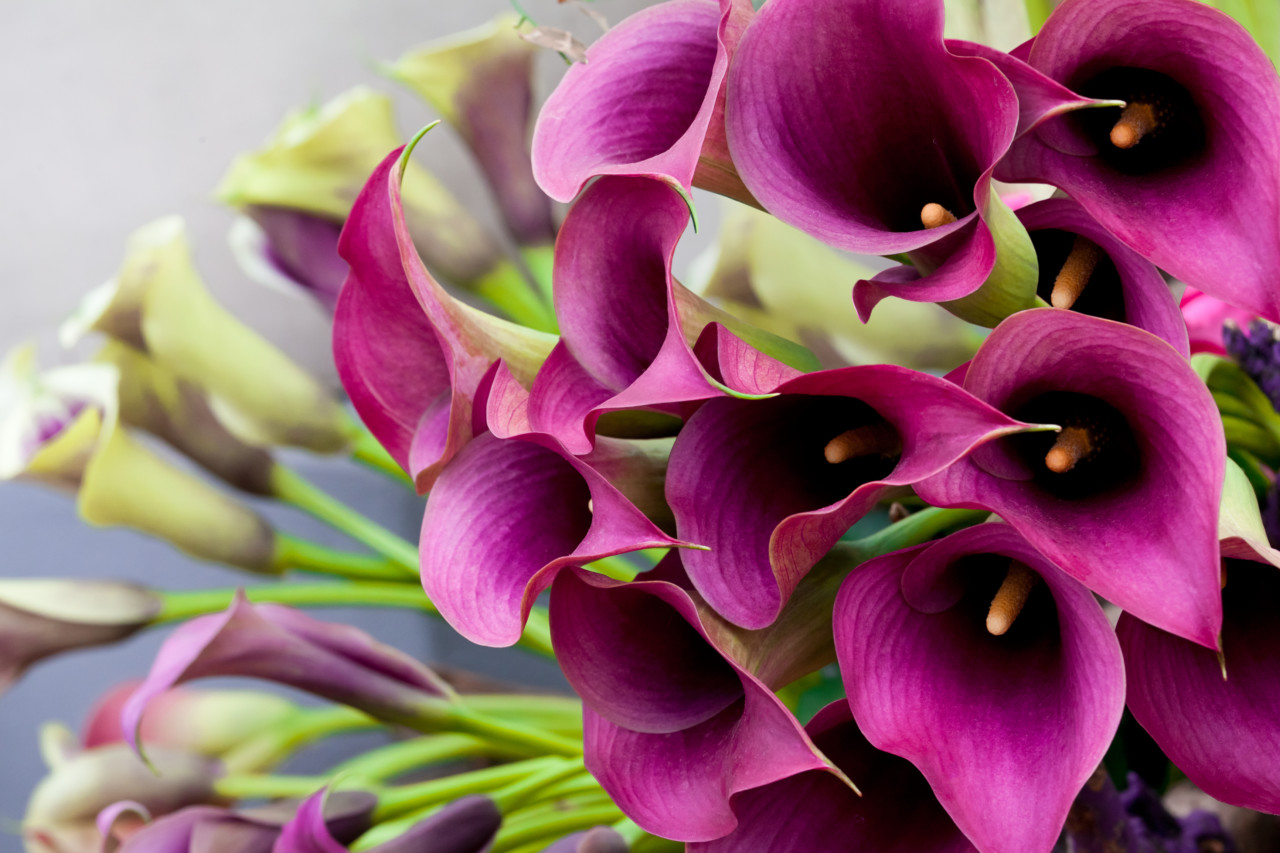 Calla-Lily Calla-Lily