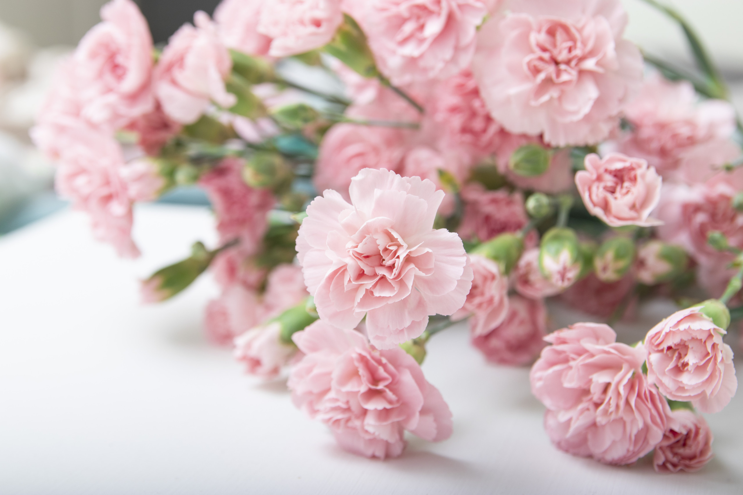 Carnation (Mini) - FloraLife