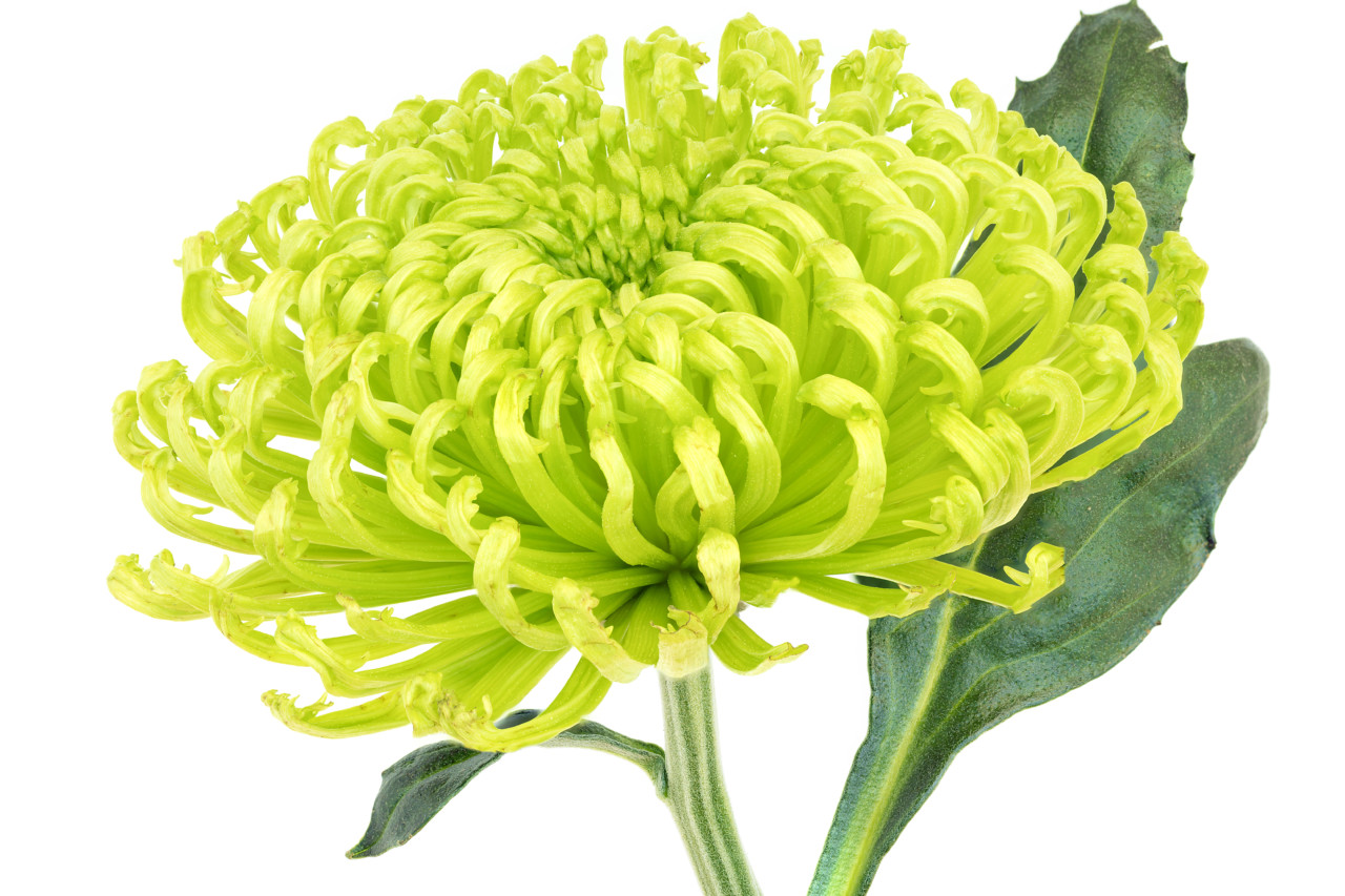 Close,Up,Of,A,Single,Chrysanthemum,'shamrock,Green',On,White
