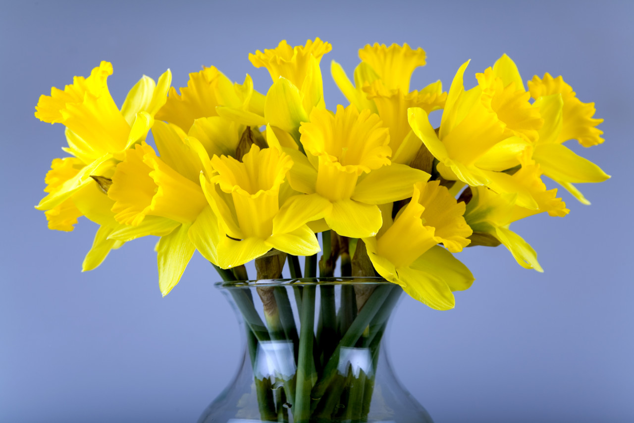 Daffodil Daffodil