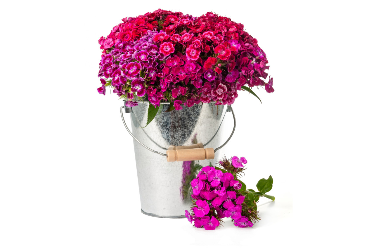 Sweet William in bucket isolated on white background