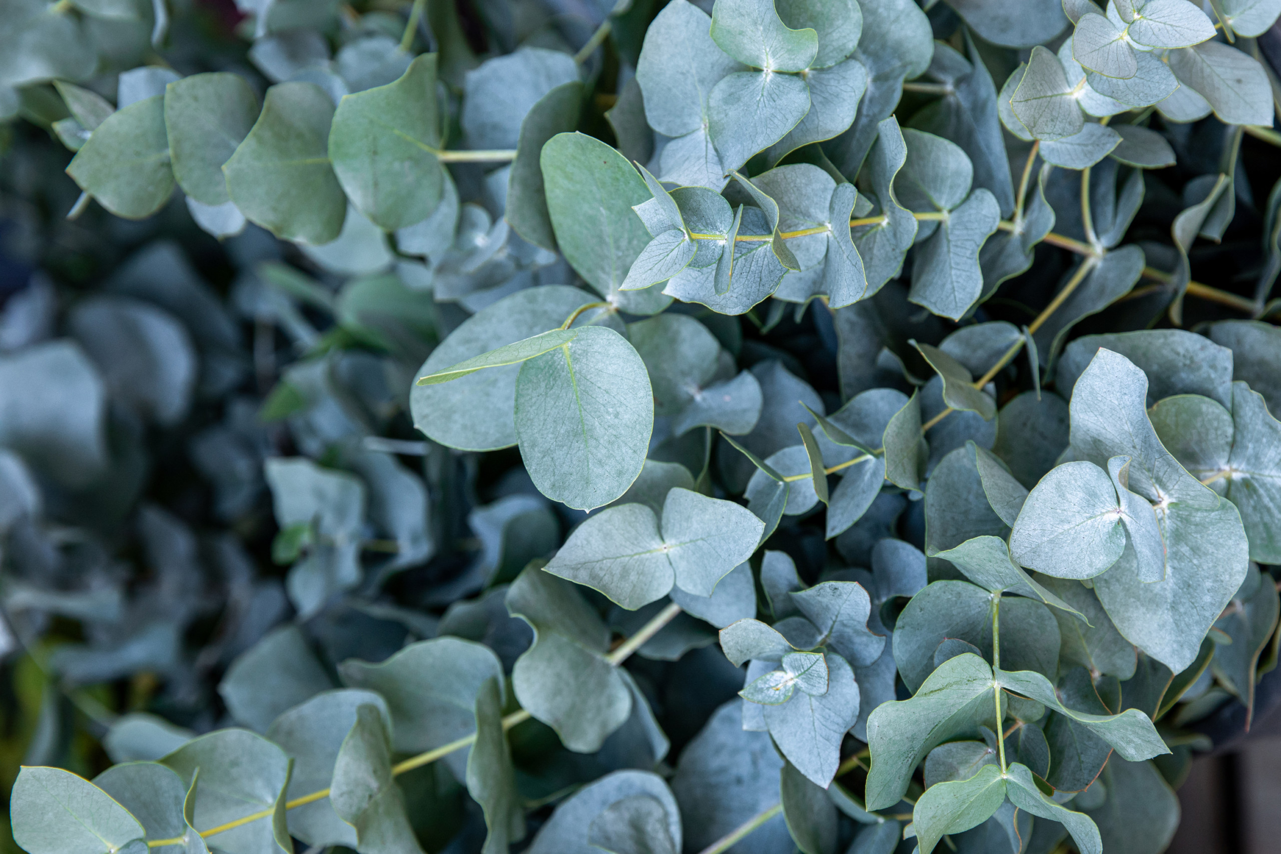 Eucalyptus (Baby Blue) - FloraLife