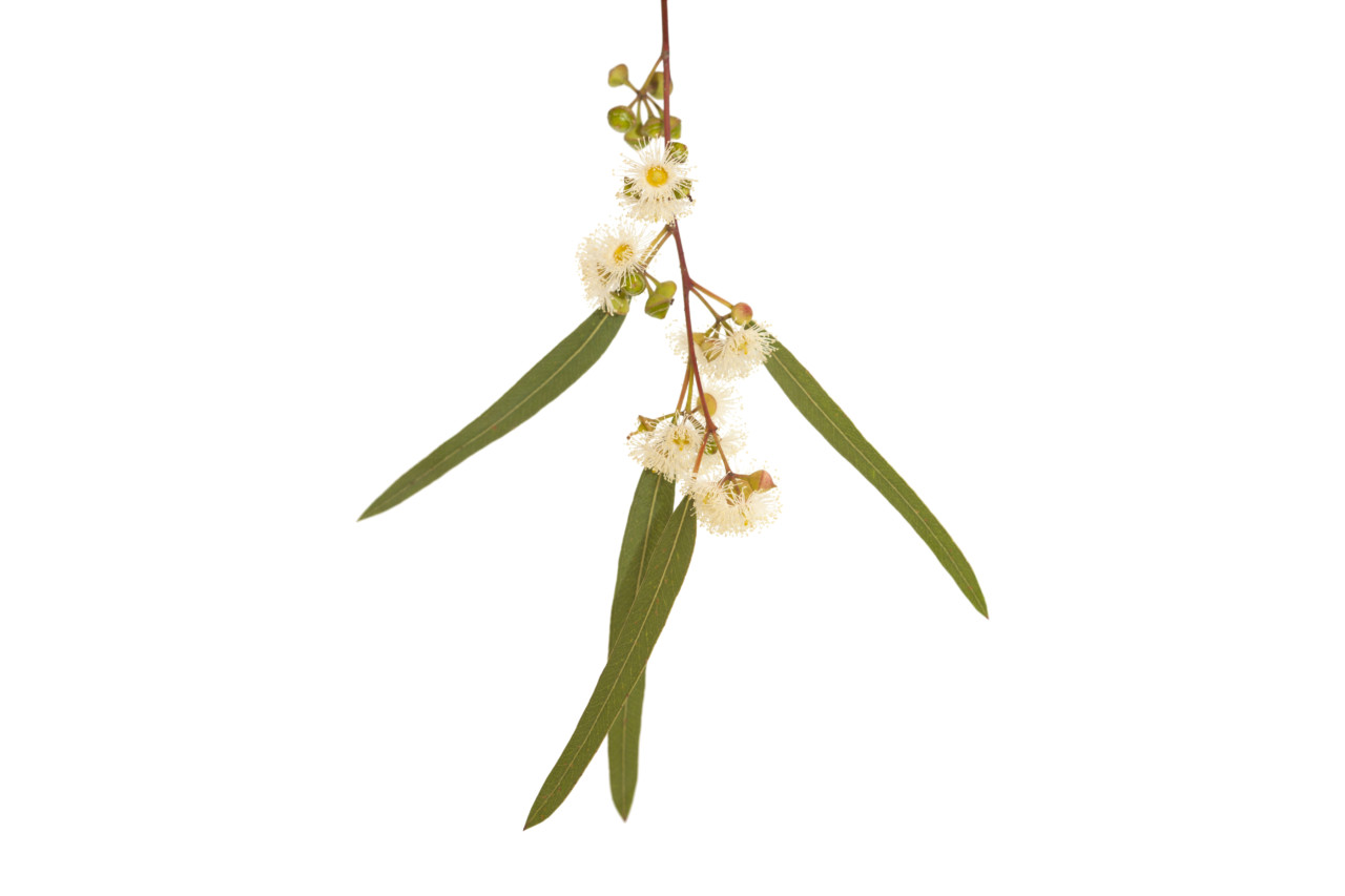 flowering Eucalyptus camaldulensis isolated on white background