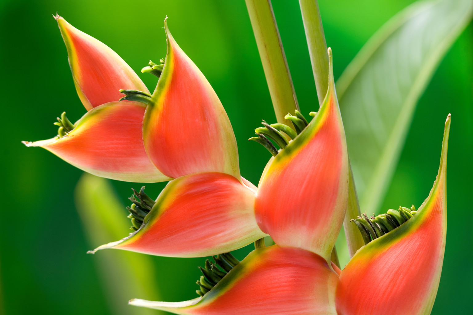 Heliconia FloraLife