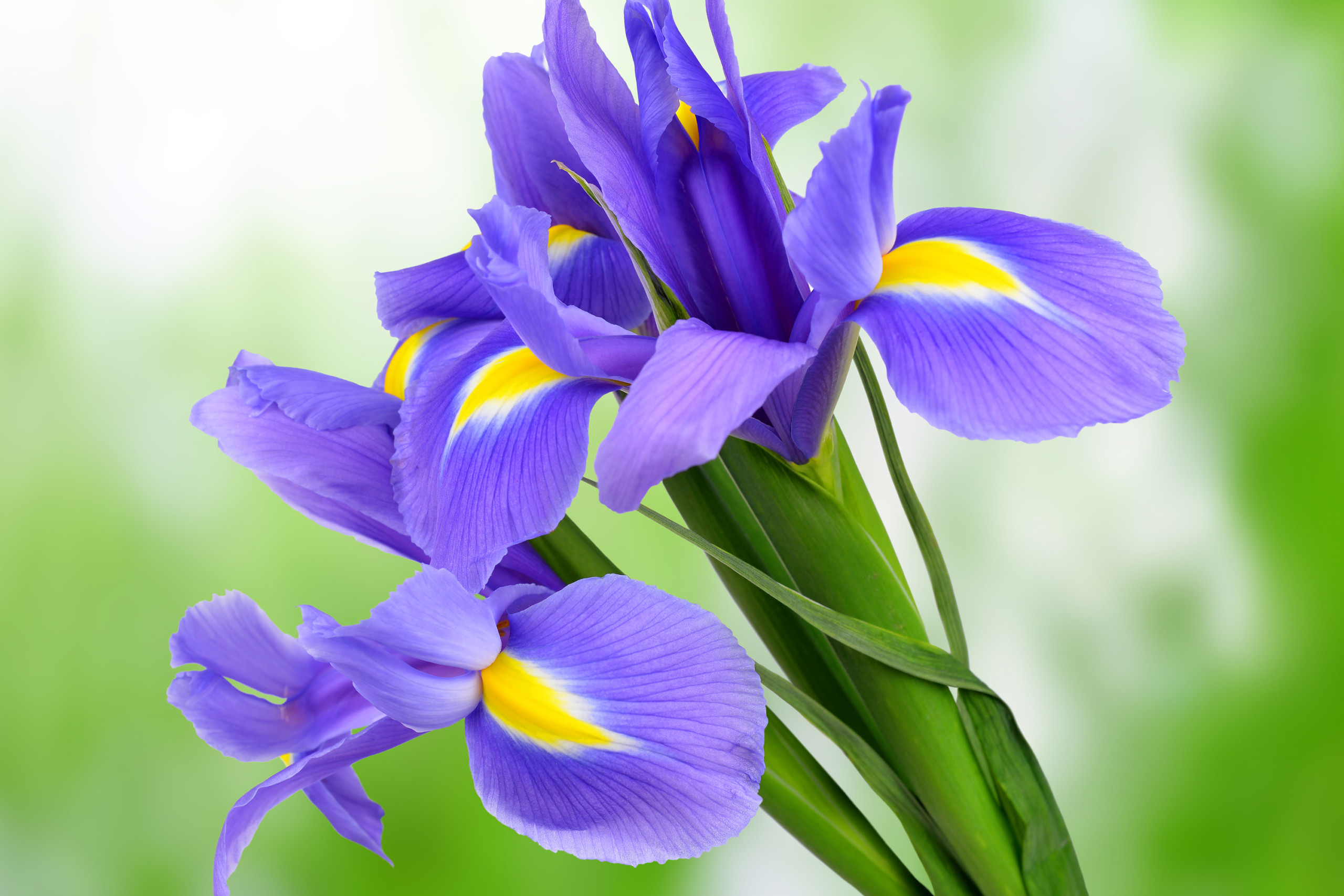 Iris - FloraLife