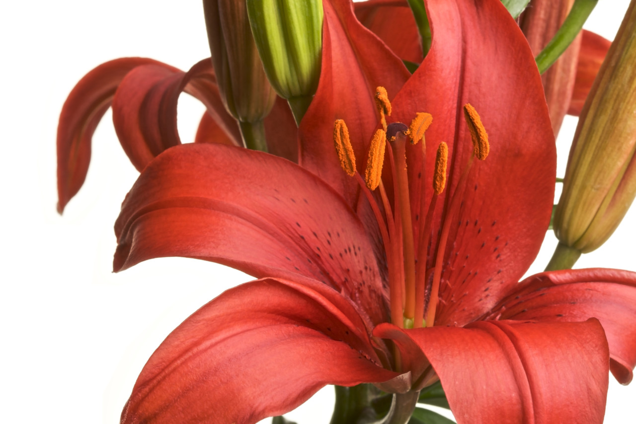 Lily-Asiatic