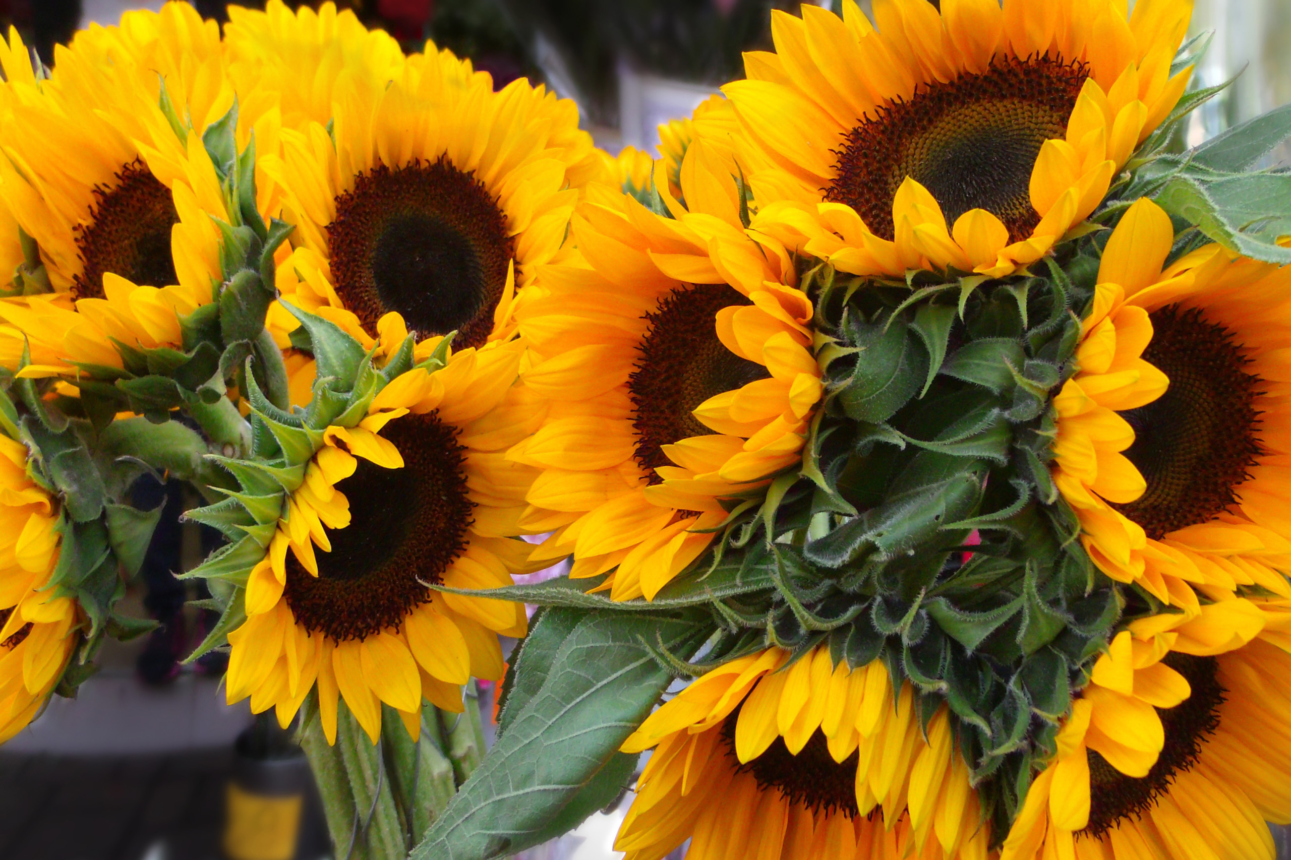sunflower air force ones