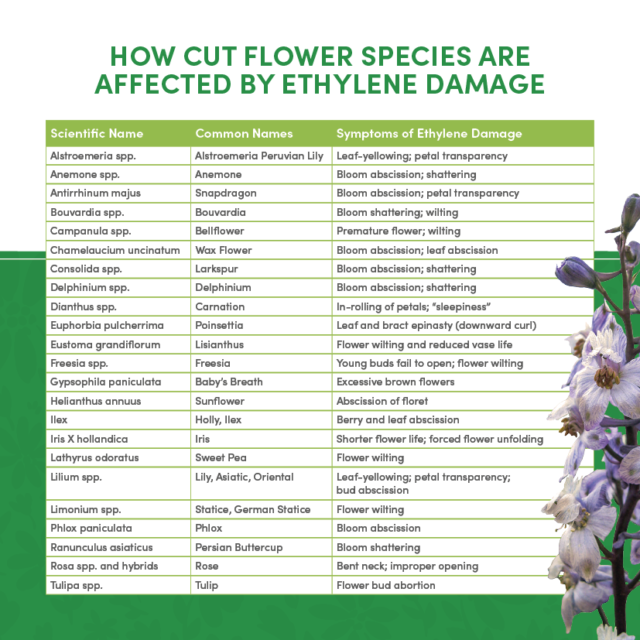 Ethylene How it effects your flowers, plants, and business FloraLife