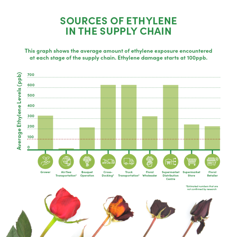 Ethylene How it effects your flowers, plants, and business FloraLife