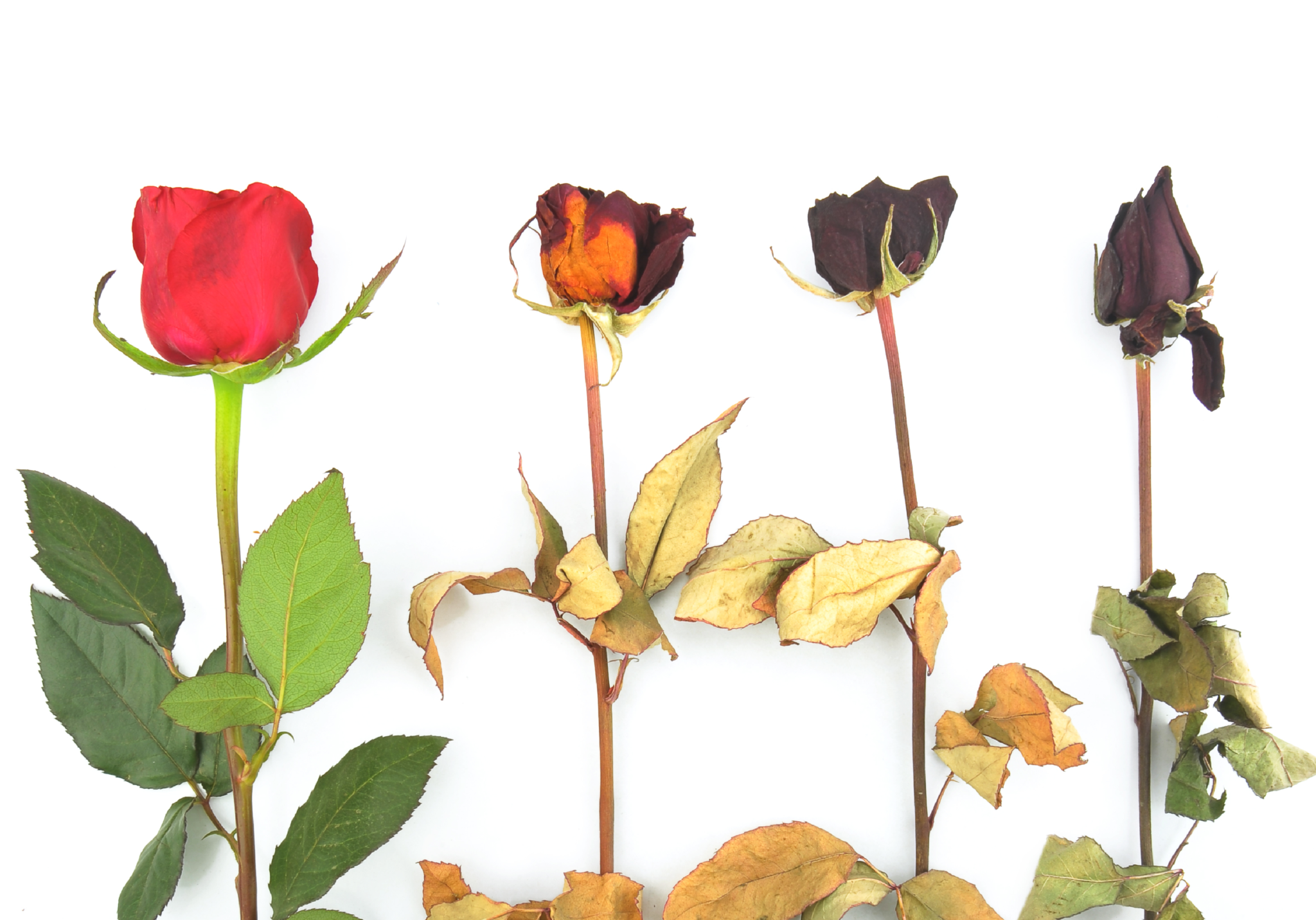 Ethylene How it effects your flowers, plants, and business FloraLife