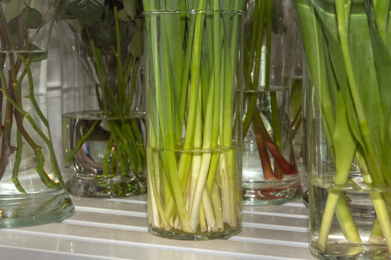 Home - FloraLife