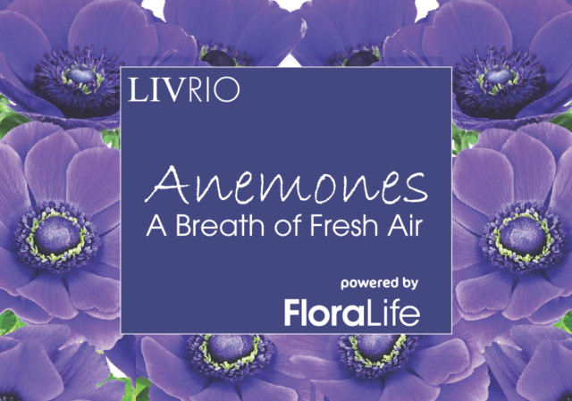Anemones: A Breath of Fresh Air