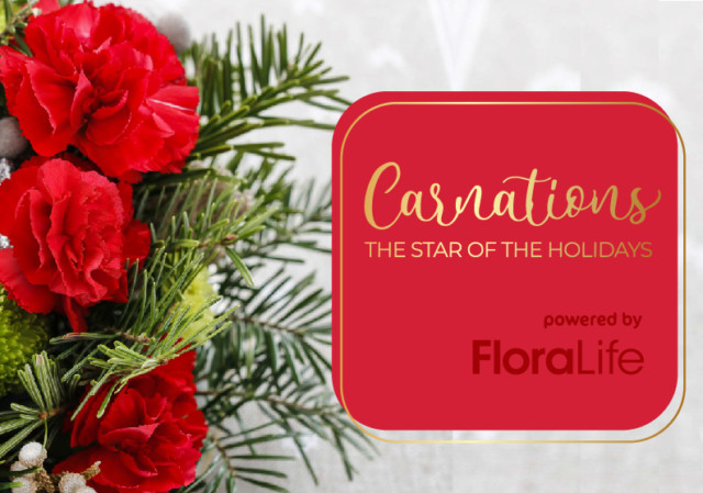 LivRio Carnations in December_570X400-02