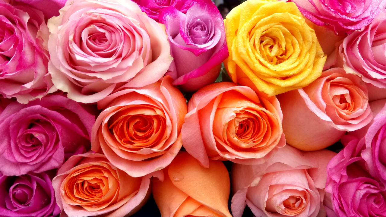 all-about-roses-floralife