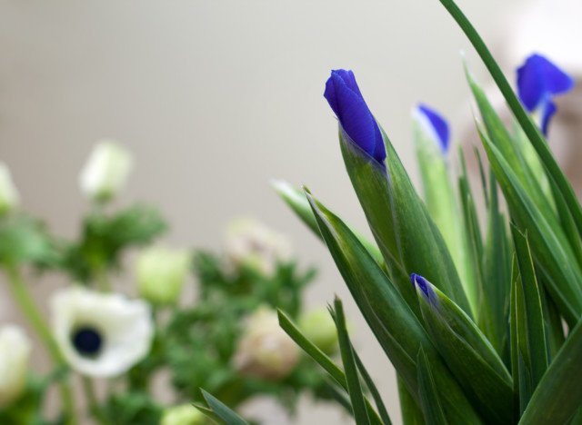 Bunch,Of,Flowers,Blue,Irises,Closed,Bud,Background,Of,White