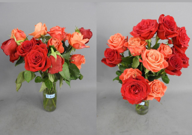 FloraLife Research: Vase Life Study Results of Cut Roses