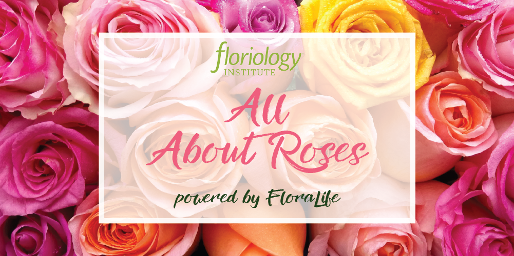 FloraLife All About Roses