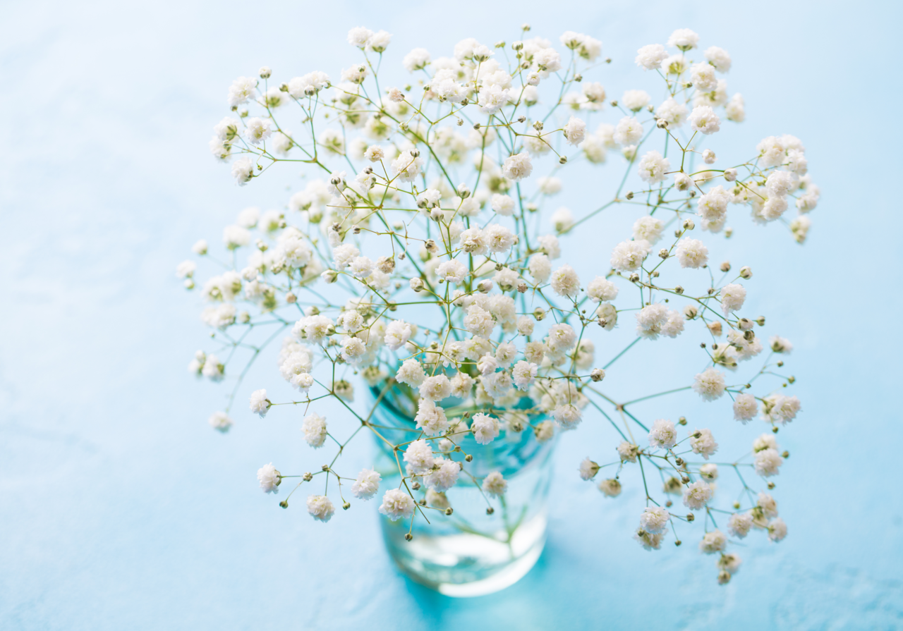 Gypsophila: Troubleshooting - FloraLife