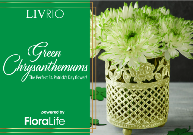 FloraLife Green Chrysanthemums: The Perfect St. Patrick’s Day flower!