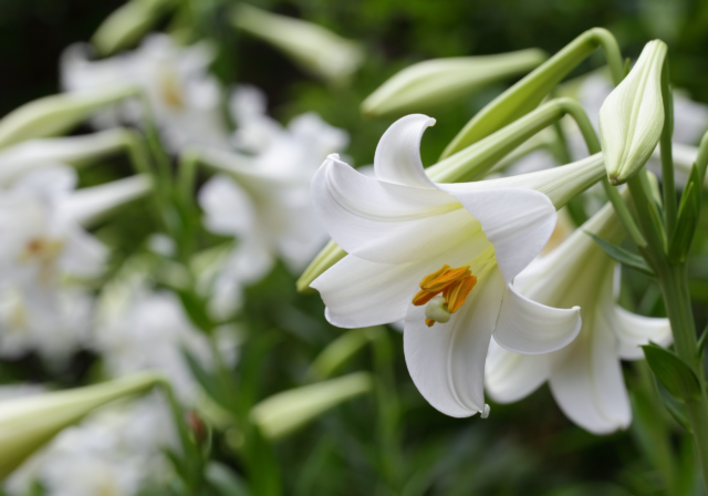 FloraLife Troubelshooting: Easter Lilies
