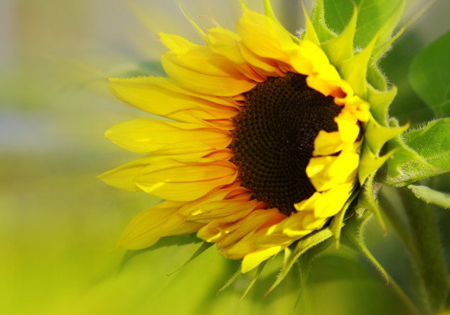 FloraLife Troubleshooting - Sunflower