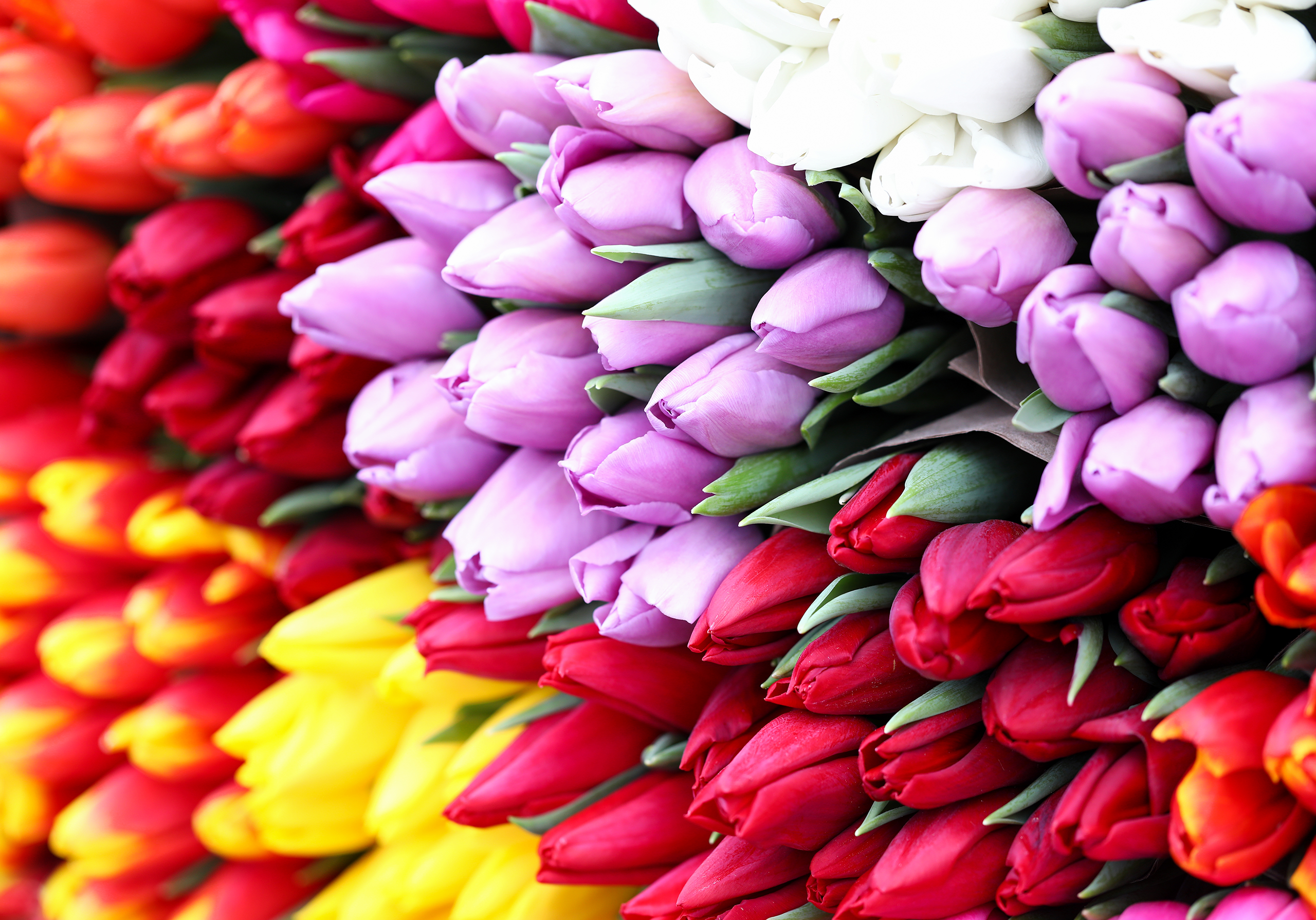 FloraLife Troubleshooting - Tulips