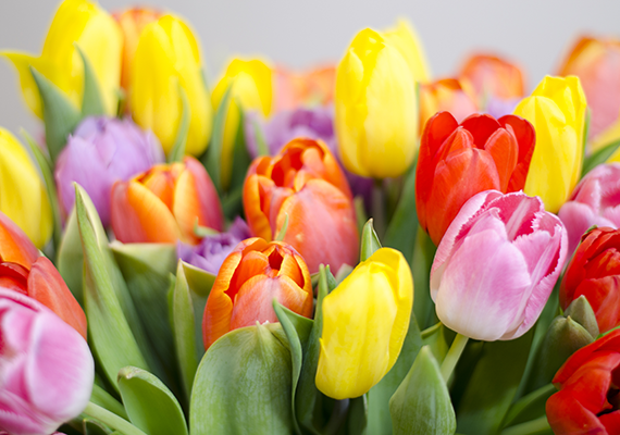 FloraLife Troubleshoot - Tulips