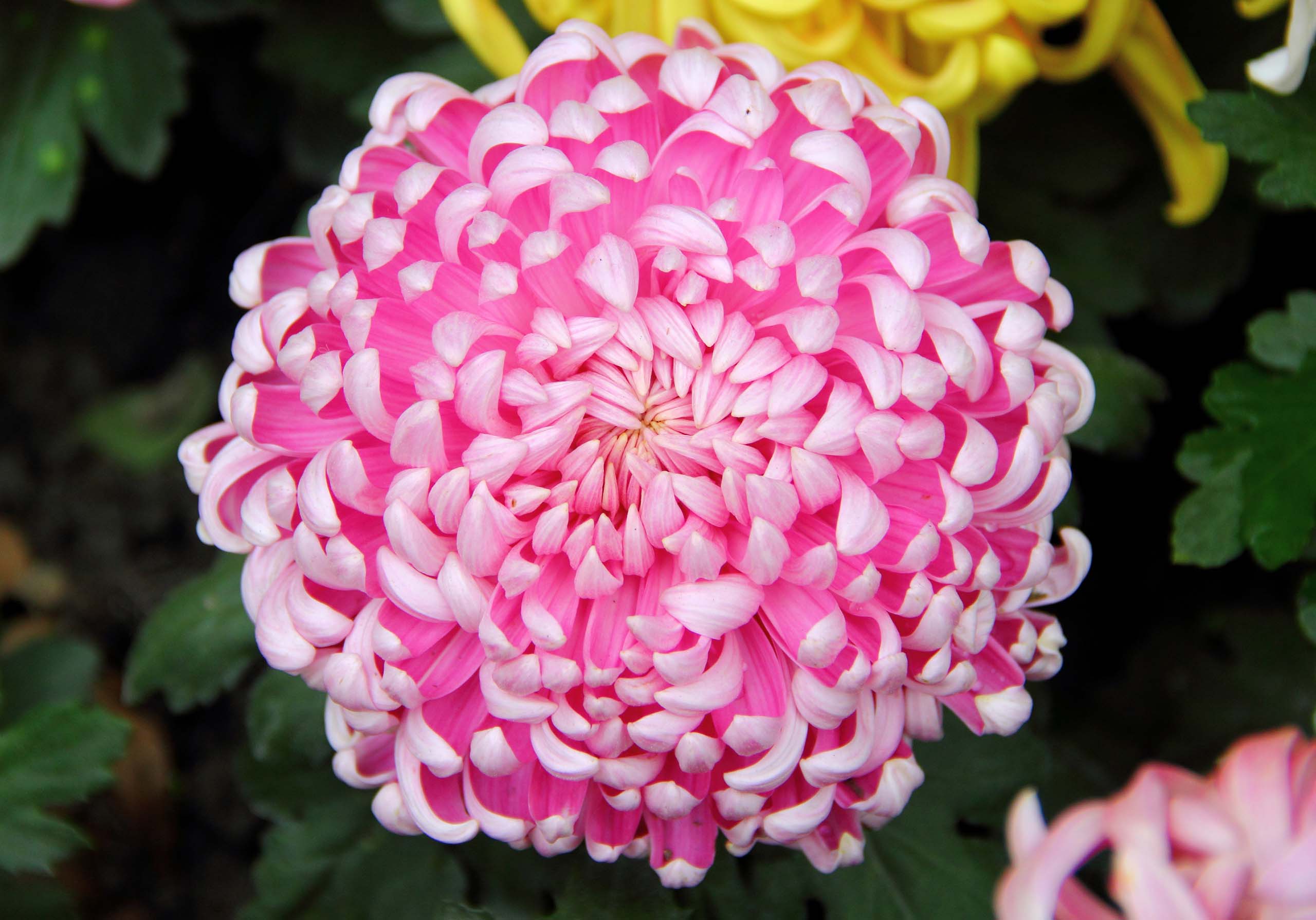 FloraLife Troubleshooting: Chysanthemum Disbud