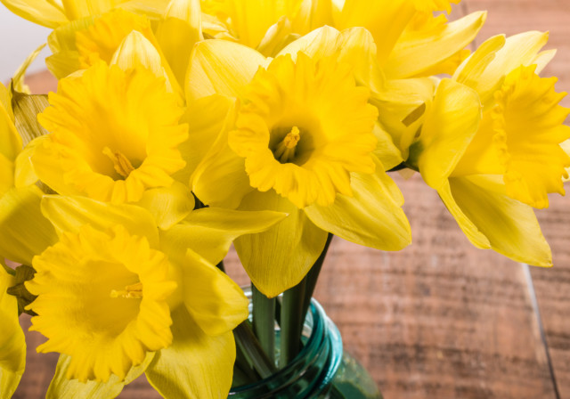 FloraLife Troubleshooting: Daffodils: