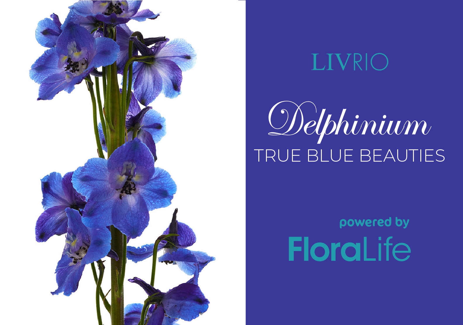 Blue Wildflower Veil – Belle Botanical Creations LLC