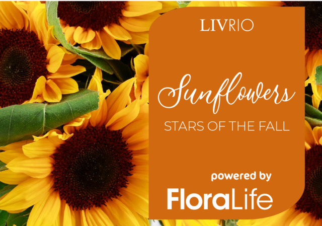 FloraLife Sunflowers