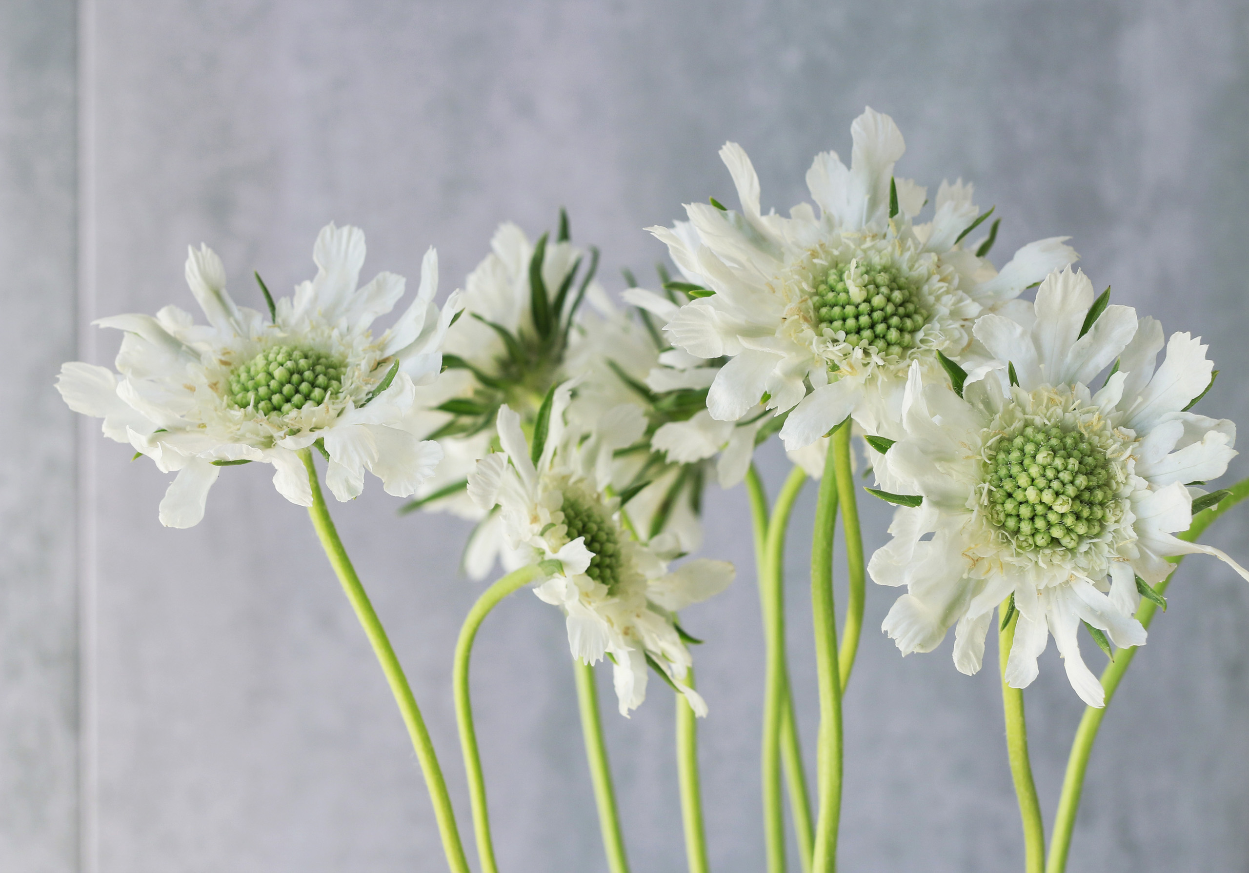 FloraLife Troubleshooting - Scabiosa