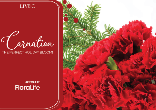 FloraLife Carnations - LivRio Magazine