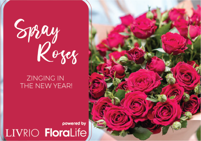 FloraLife Christmas Spray Roses article