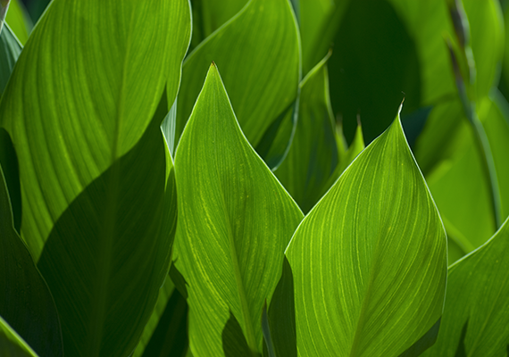 Some Popular Foliage Plants are Ethylene Sensitive