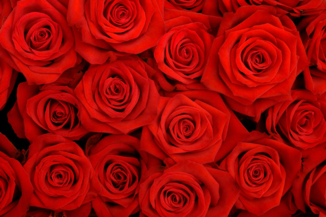 FloraLife Rose care & handling
