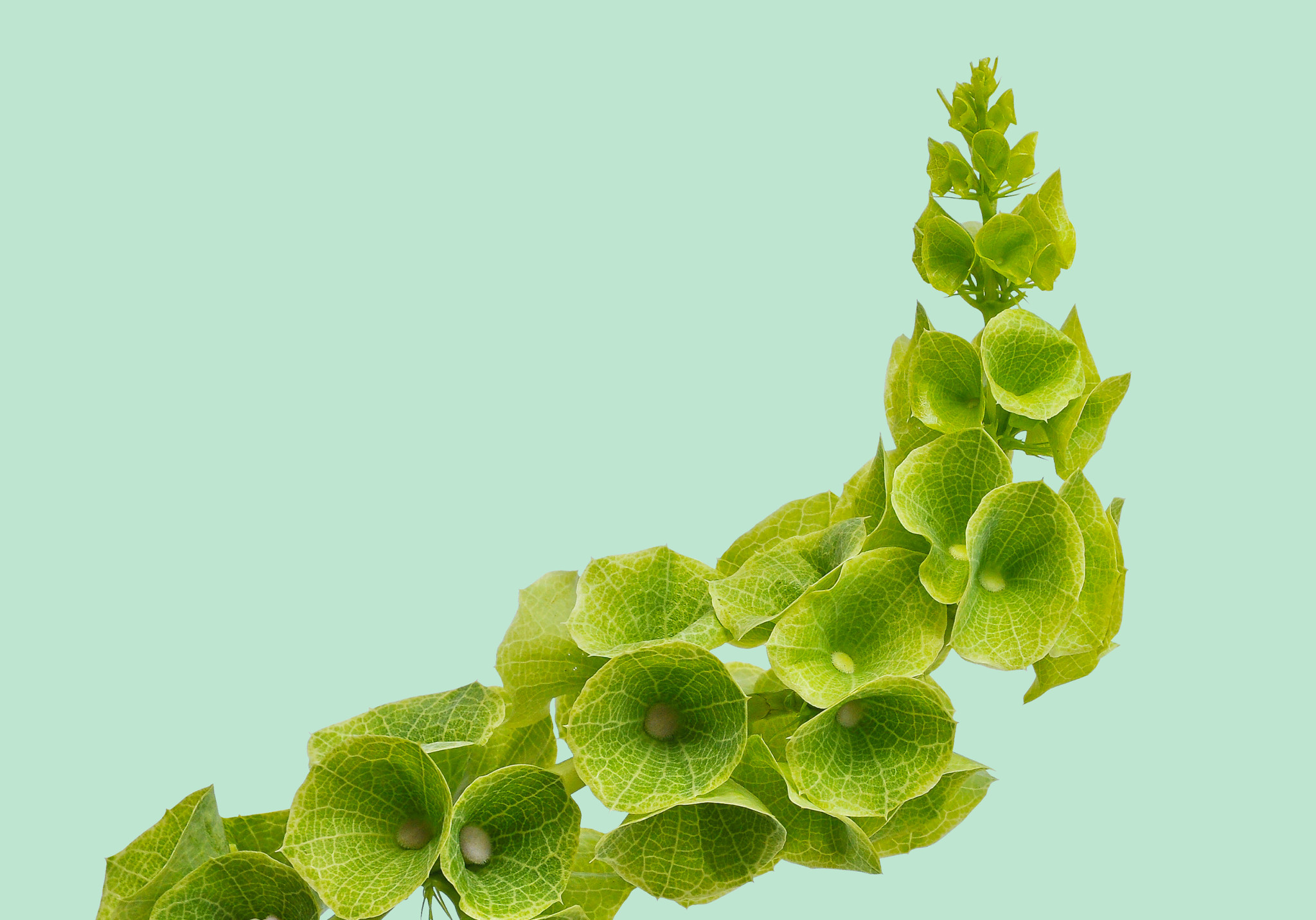 Bells of Ireland Troubleshooting FloraLife