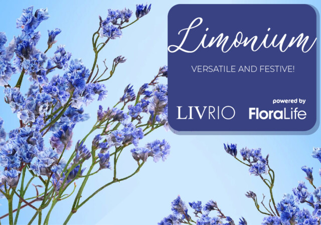 FloraLife LivRio Limonium
