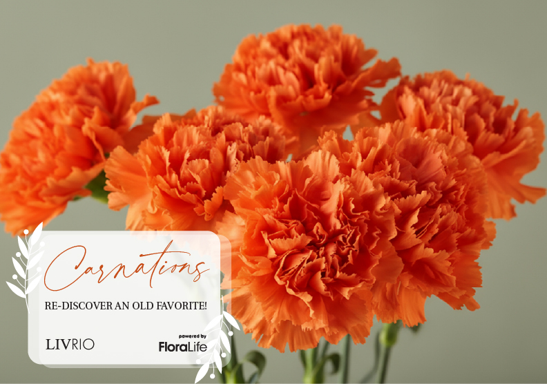 Carnations: Re-discover an old favorite! - FloraLife